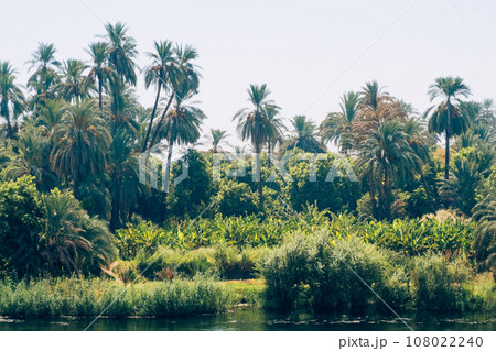 Majestic Nile Shoreline: Forest from the Cruise Ship. Egypt Summer Travel Majestic Nile Shoreline: Forest from the Cruise Ship. Egypt Summer Travel 108022240