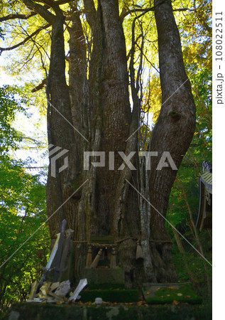 福島県西白河郡西郷村のパワースポット　剣桂神社の御神木　剣桂 108022511