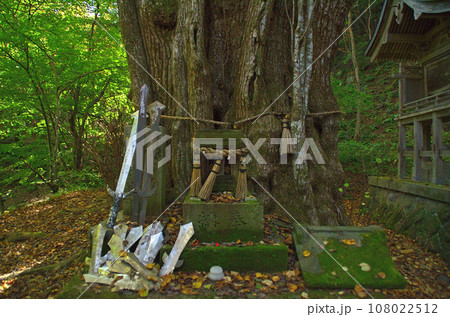 福島県西白河郡西郷村のパワースポット 剣桂神社の御神木 剣桂 福島県西白河郡西郷村のパワースポット 剣桂神社の御神木 剣桂 108022512