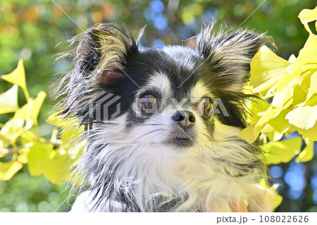 紅葉したイチョウと可愛いチワワ　秩父ミューズパーク　埼玉県　秩父市　小鹿野町　 108022626
