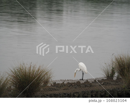 荒川の岸辺で獲物を狙うシラサギ 108023104