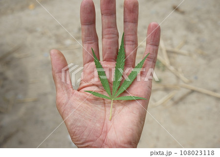 大麻の葉 108023118