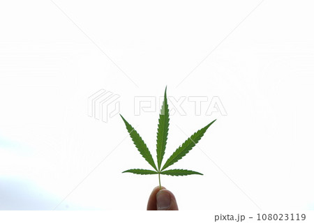 大麻の葉っぱ 108023119