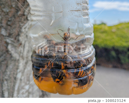 スズメバチ ペットボトルトラップ 害虫駆除 スズメバチ ペットボトルトラップ 害虫駆除 108023124