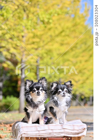 2匹の仲良しチワワと紅葉したイチョウ並木　秩父ミューズパーク　埼玉県 108023304