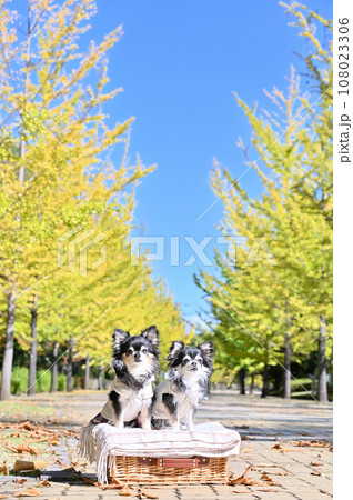 2匹の仲良しチワワと紅葉したイチョウ並木 秩父ミューズパーク 埼玉県 2匹の仲良しチワワと紅葉したイチョウ並木 秩父ミューズパーク 埼玉県 108023306