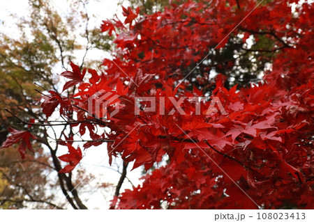 日本 伊勢原 大山のもみじの紅葉 日本 伊勢原 大山のもみじの紅葉 108023413