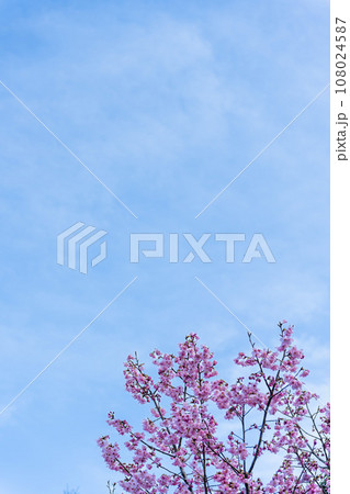 美しい春空を背景に桜の花　（コピースペース素材）（立田山お祭り広場）（熊本市北区） 108024587