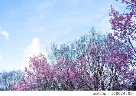 美しい春空を背景に桜の花　（コピースペース素材）（立田山お祭り広場）（熊本市北区） 108024589