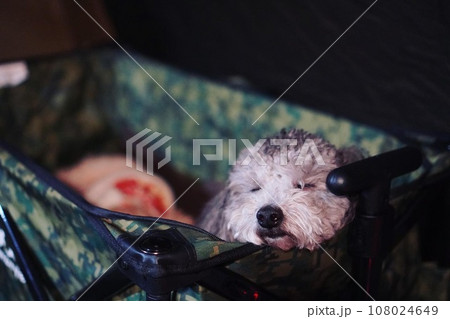 キャンプ場で眠そうな犬 キャンプ場で眠そうな犬 108024649
