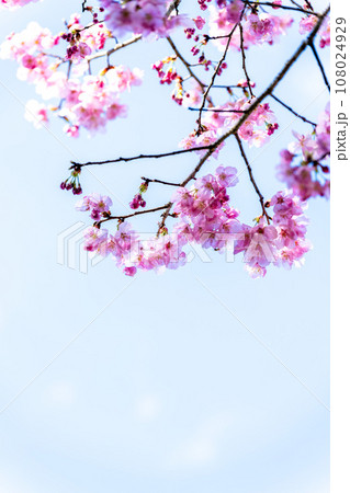 美しい春空を背景に桜の花　（コピースペース素材）（立田山お祭り広場）（熊本市北区） 108024929