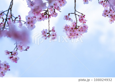 美しい春空を背景に桜の花 (コピースペース素材)(立田山お祭り広場)(熊本市北区) 美しい春空を背景に桜の花 (コピースペース素材)(立田山お祭り広場)(熊本市北区) 108024932