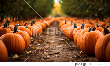 Pumpkin patch with rows of orange pumpkins ready for carving. Ripe pumpkins in a farmer's field. Generative Ai. 108025020