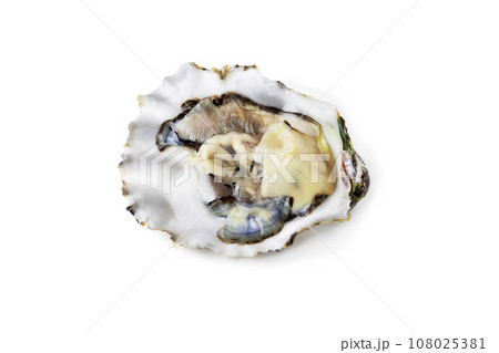 Fresh raw oyster on white or invisible png background top view 108025381