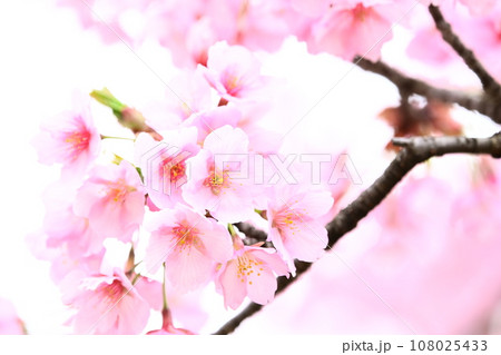 春の訪れを告げる河津桜 春の訪れを告げる河津桜 108025433
