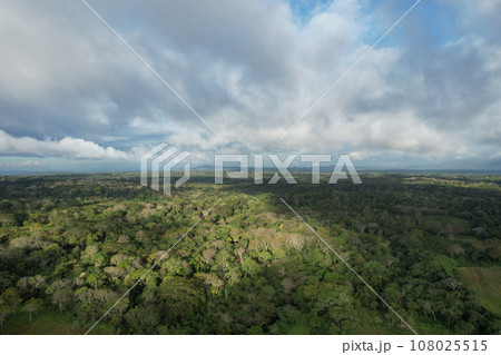 Rainforest in central america background Rainforest in central america background 108025515