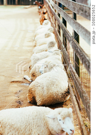 牧場にいる羊とヤギ 108025652