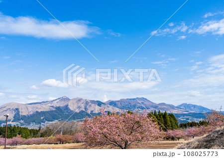 美しい春空と雲に映える桜の木と阿蘇山(コピースペース素材)(南阿蘇桜公園・野外アスペクタ)南阿蘇 美しい春空と雲に映える桜の木と阿蘇山(コピースペース素材)(南阿蘇桜公園・野外アスペクタ)南阿蘇 108025773