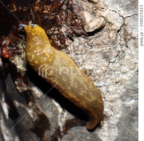 Large slug on the bark of a tree, close-up macro, pest Large slug on the bark of a tree, close-up macro, pest 108025833