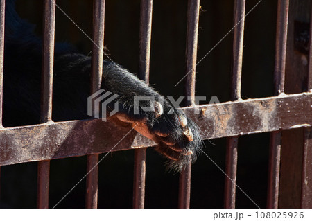 檻から差し出されたニホンツキノワグマの手 108025926