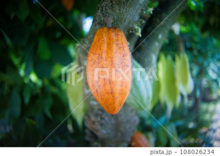 木になっているオレンジ色のカカオの実 108026234