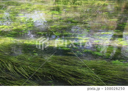 安曇野の蓼川 108026250