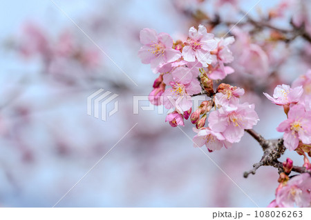 うららかな春に映える桜の花クローズアップ(コピースペース素材)(南阿蘇桜公園・野外アスペクタ)南阿蘇 うららかな春に映える桜の花クローズアップ(コピースペース素材)(南阿蘇桜公園・野外アスペクタ)南阿蘇 108026263
