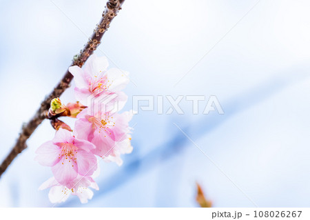 うららかな春に映える桜の花クローズアップ（コピースペース素材）（南阿蘇桜公園・野外アスペクタ）南阿蘇 108026267