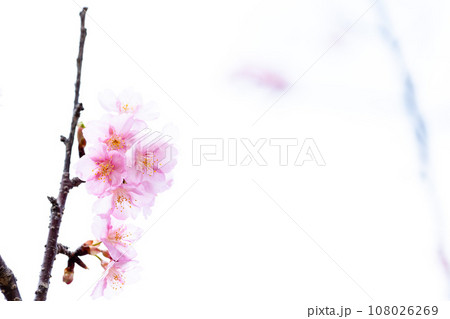 うららかな春に映える桜の花クローズアップ（コピースペース素材）（南阿蘇桜公園・野外アスペクタ）南阿蘇 108026269