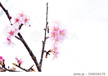 うららかな春に映える桜の花クローズアップ（コピースペース素材）（南阿蘇桜公園・野外アスペクタ）南阿蘇 108026270