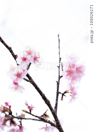 うららかな春に映える桜の花クローズアップ（コピースペース素材）（南阿蘇桜公園・野外アスペクタ）南阿蘇 108026271