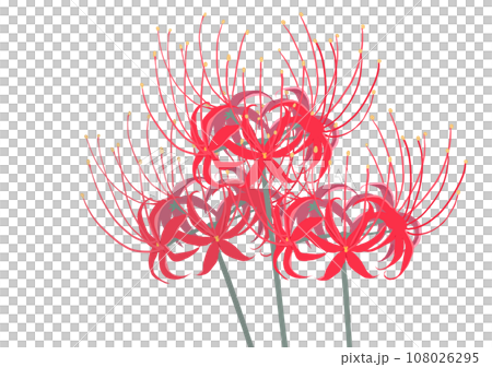 群集孤挺花 108026295
