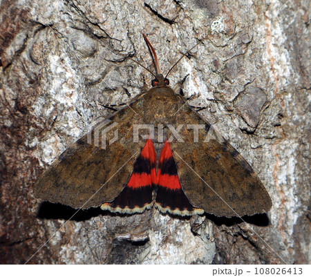 Red butterfly moth Catocala oberthuri feeds on tree sap close-up in nature, mimicry, noctuidae, entomology, insect Red butterfly moth Catocala oberthuri feeds on tree sap close-up in nature, mimicry, noctuidae, entomology, insect 108026413