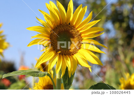 秋の庭に咲く大輪のヒマワリの花 秋の庭に咲く大輪のヒマワリの花 108026445