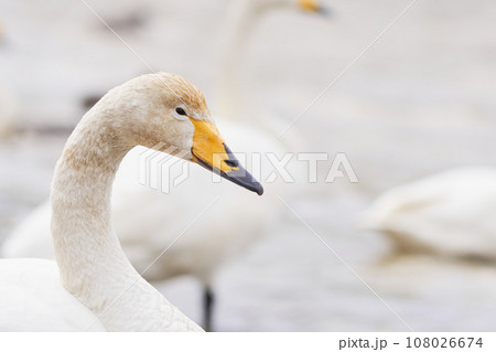北海道の春に訪れるハクチョウ 北海道の春に訪れるハクチョウ 108026674