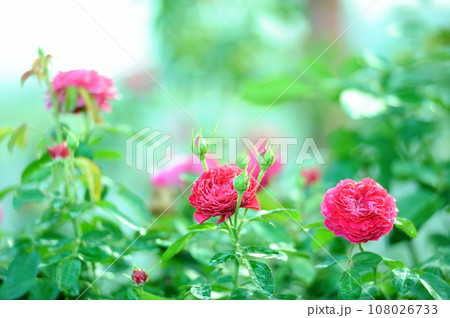 バラ 108026733