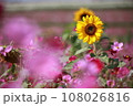 秋桜＆向日葵 108026816