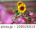 秋桜と向日葵 108026818