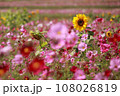 秋桜 108026819