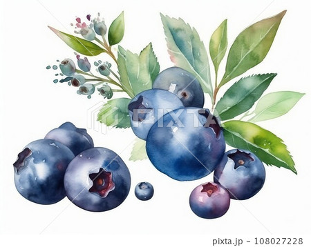 Blueberry watercolor illustration isolated on white background, ai generated 108027228