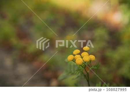 ドイツの道に咲く花 ドイツの道に咲く花 108027995