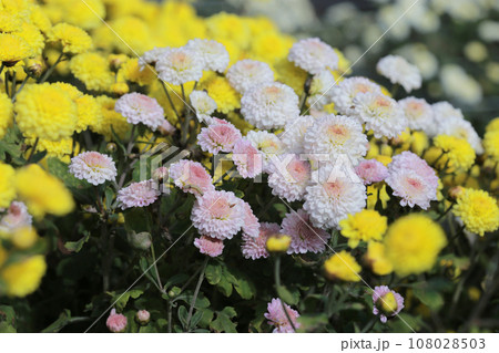 苗栗 花 フラワー 108028503