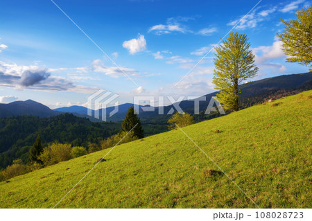 carpathian rural landscape in spring. trees on the steep grassy hill. wonderful countryside scenery in evening light. fluffy clouds on the blue sky 108028723