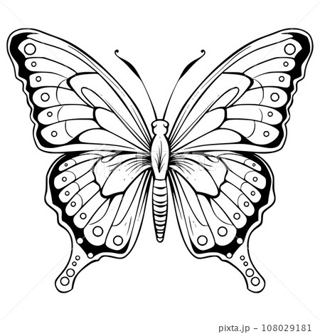 Butterflies Fly Coloring Pages Drawing For Kids 108029181