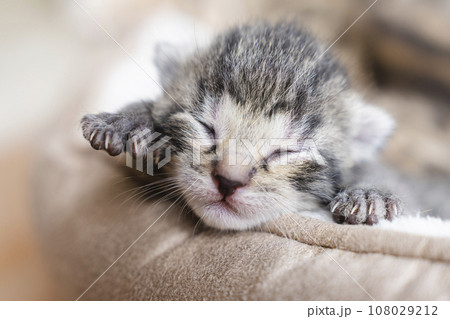 One week old small newborn kitten on a white background. Cute little gray kitten sleeping curled up on a blanket, close-up.Close up of the faces of cute kitten lying on a cat pillow. 108029212