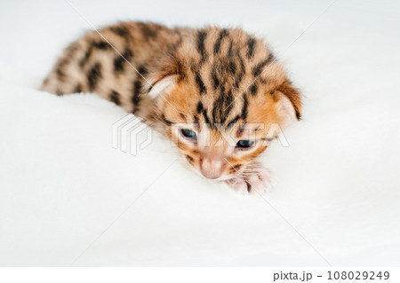 Two week old small newborn bengal kitten on a white background.Close-up. Two week old small newborn bengal kitten on a white background.Close-up. 108029249