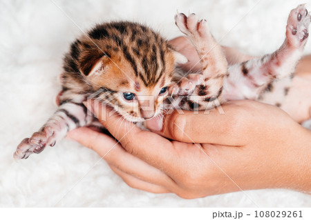 Two week old small newborn bengal kitten on a white background.A kitten in the hands of a girl. On the palms is a small cute kitten.Close-up.Cute bengal. 108029261
