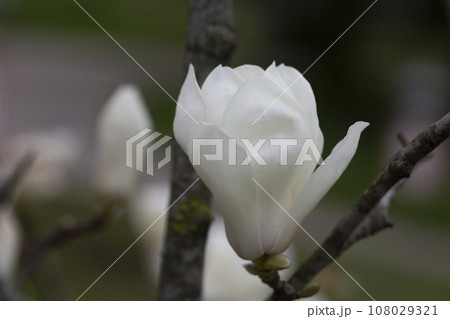 Magnolia denudata blooms fragrant white flowers on the branches in early spring. Beautiful white magnolia flowers in the garden Magnolia denudata blooms fragrant white flowers on the branches in early spring. Beautiful white magnolia flowers in the garden 108029321