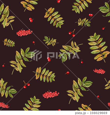 Rowan leaves and berries. Watercolor seamless pattern. Botanical illustration with red berries, autumn leaves. Sorbus aucuparia, mountain-ash, quick beam. Rowan leaves and berries. Watercolor seamless pattern. Botanical illustration with red berries, autumn leaves. Sorbus aucuparia, mountain-ash, quick beam. 108029669