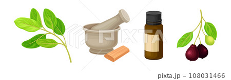 Sandalwood Tree Plant Branch with Mortar and Oil Jar Vector Set 108031466